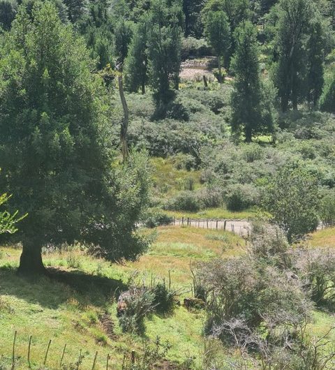 Se vende terreno de 50 hás. En Patagonia Chilena