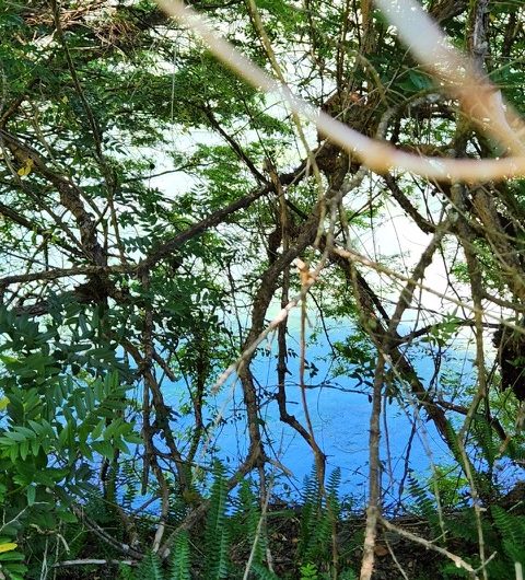 GRAN OPORTUNIDAD VENDE 5000m2 EN CARRETERA AUSTRAL REGION DE AYSEN PATAGONIA CHILENA – CHILE