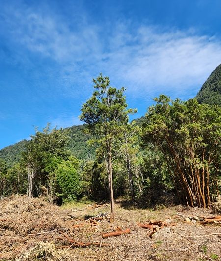 SE VENDE TERRENO CON DOS CASAS Y PLUS DE HERMOSO RÍO