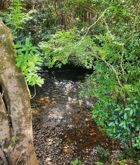 SE VENDE TERRENO CON DOS CASAS Y PLUS DE HERMOSO RÍO