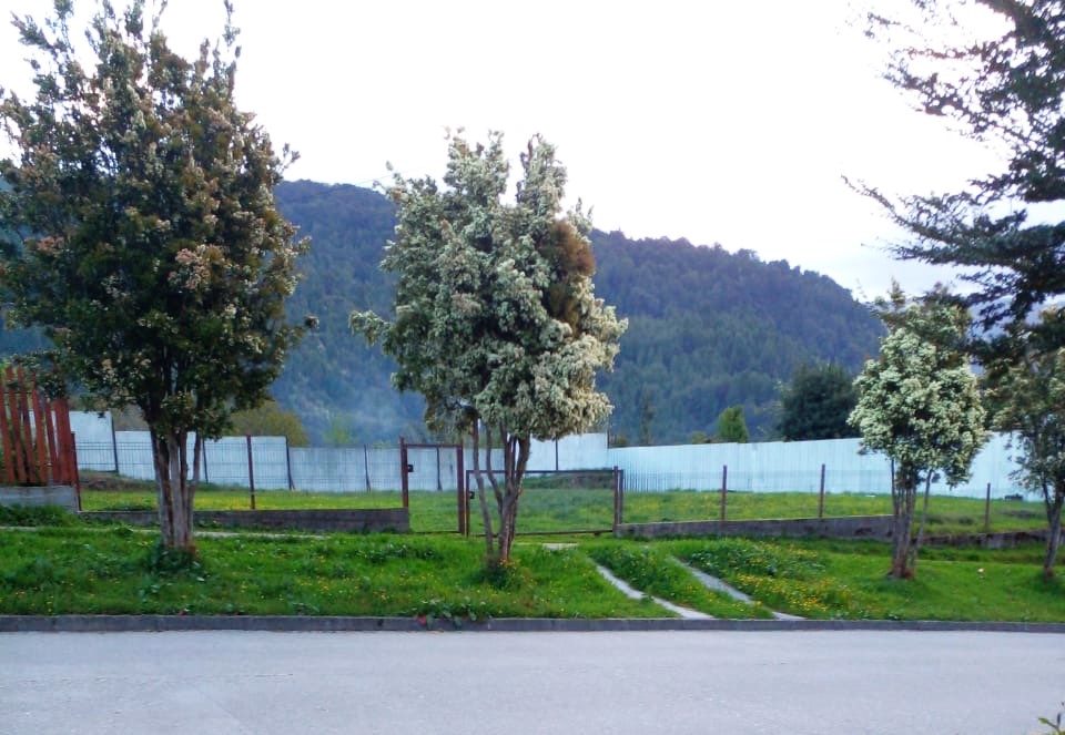 A partially cleared building lot in a wooded area of Puerto Cisnes.