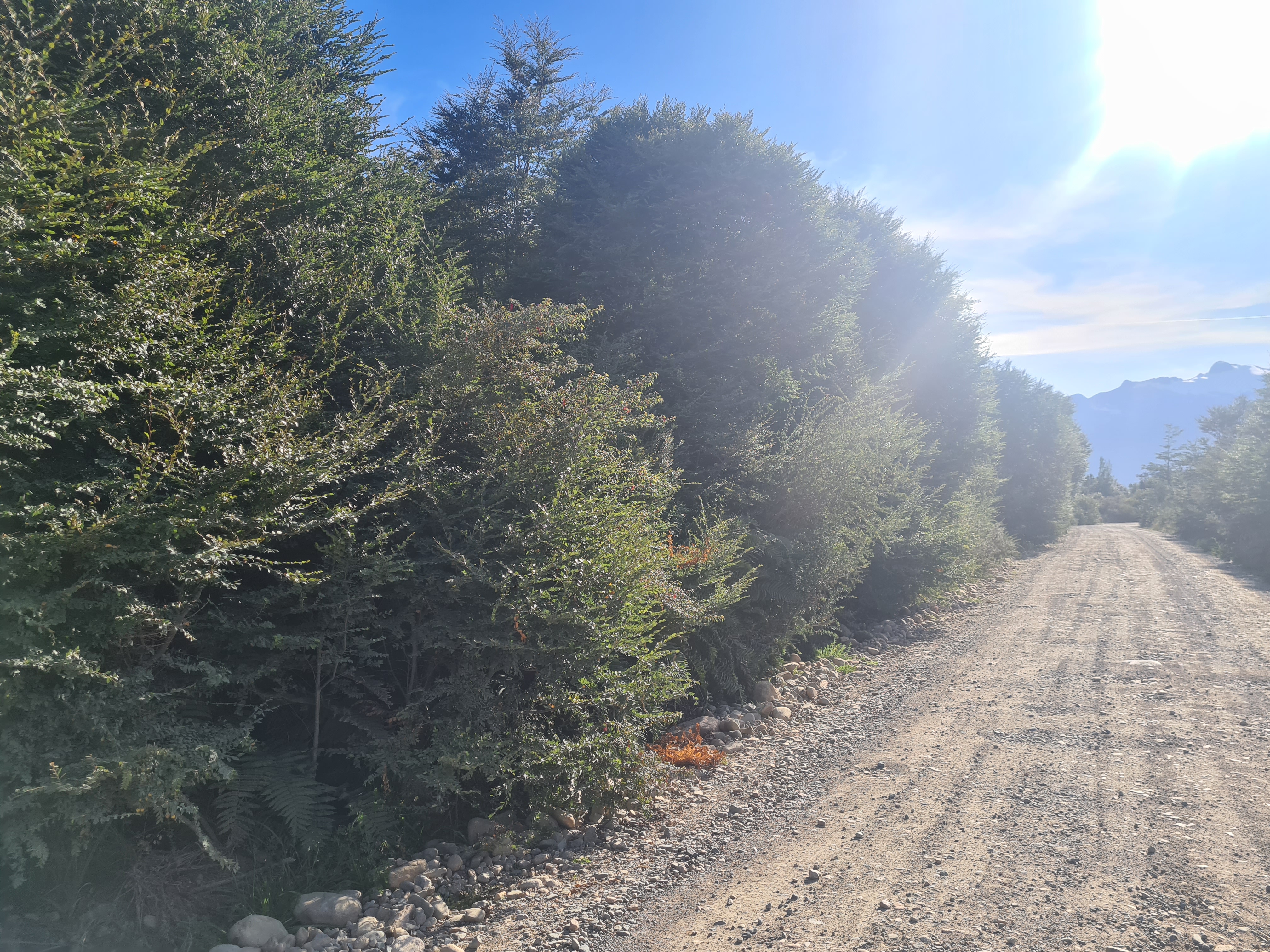 View of the land parcel showcasing its natural terrain and vegetation
