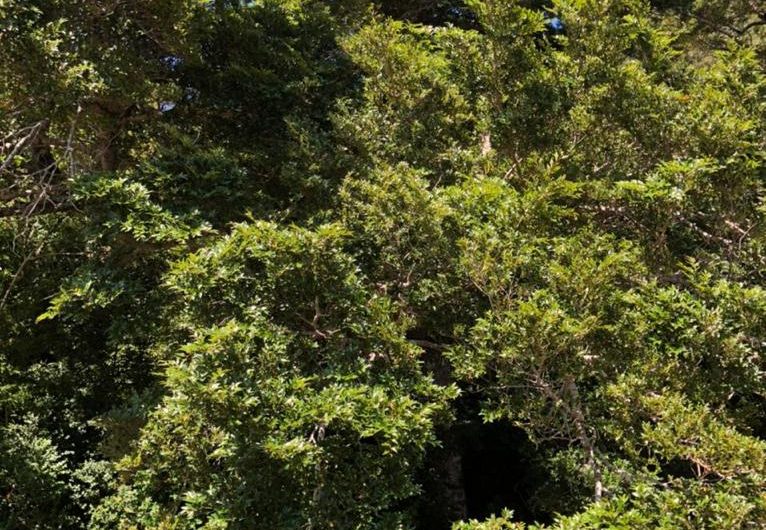 SE VENDE TERRENO DE 3 HECTÁREAS EN SECTOR BAHIA PLAYAS BLANCAS                                    FIORDO AYSÉN – PATAGONIA CHILENA