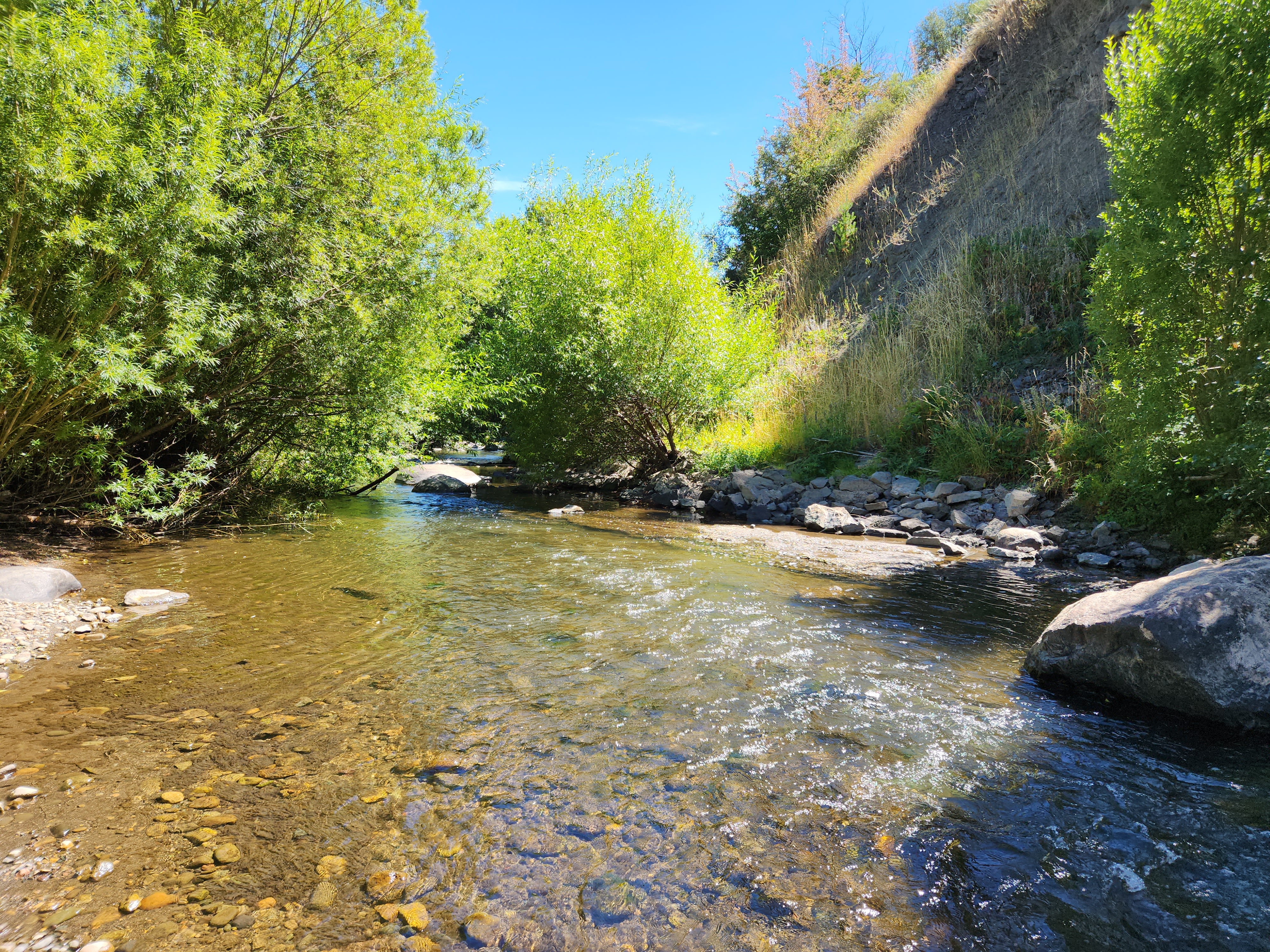 Vegetation and natural features along the river
