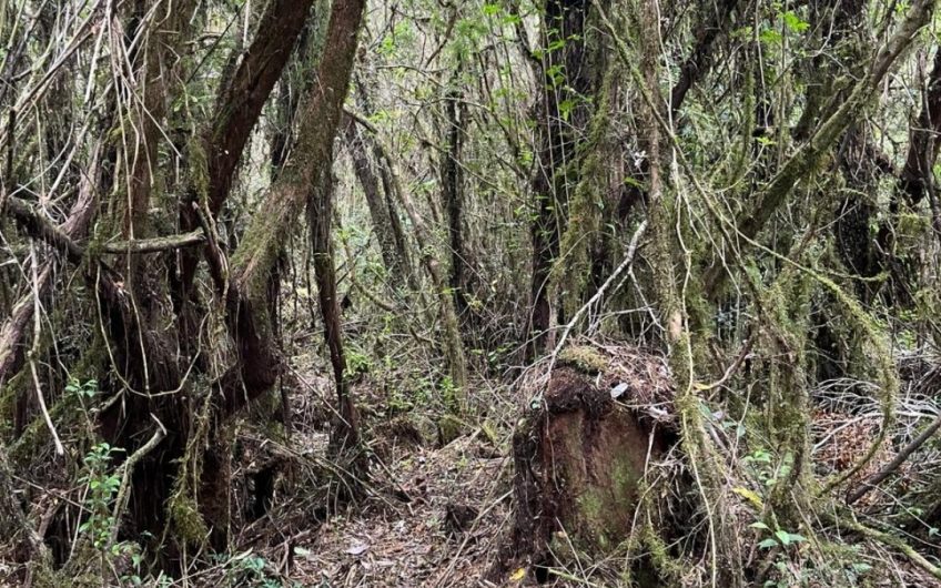 SE VENDE 9,3 ha EN LA COMUNA DE CISNE – PATAGONIA CHILENA