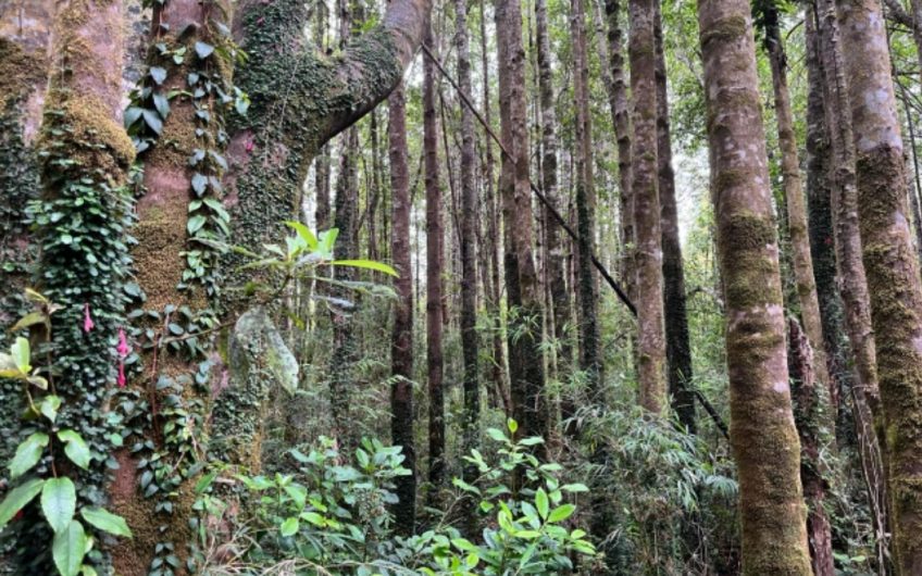 SE VENDE 9,3 ha EN LA COMUNA DE CISNE – PATAGONIA CHILENA