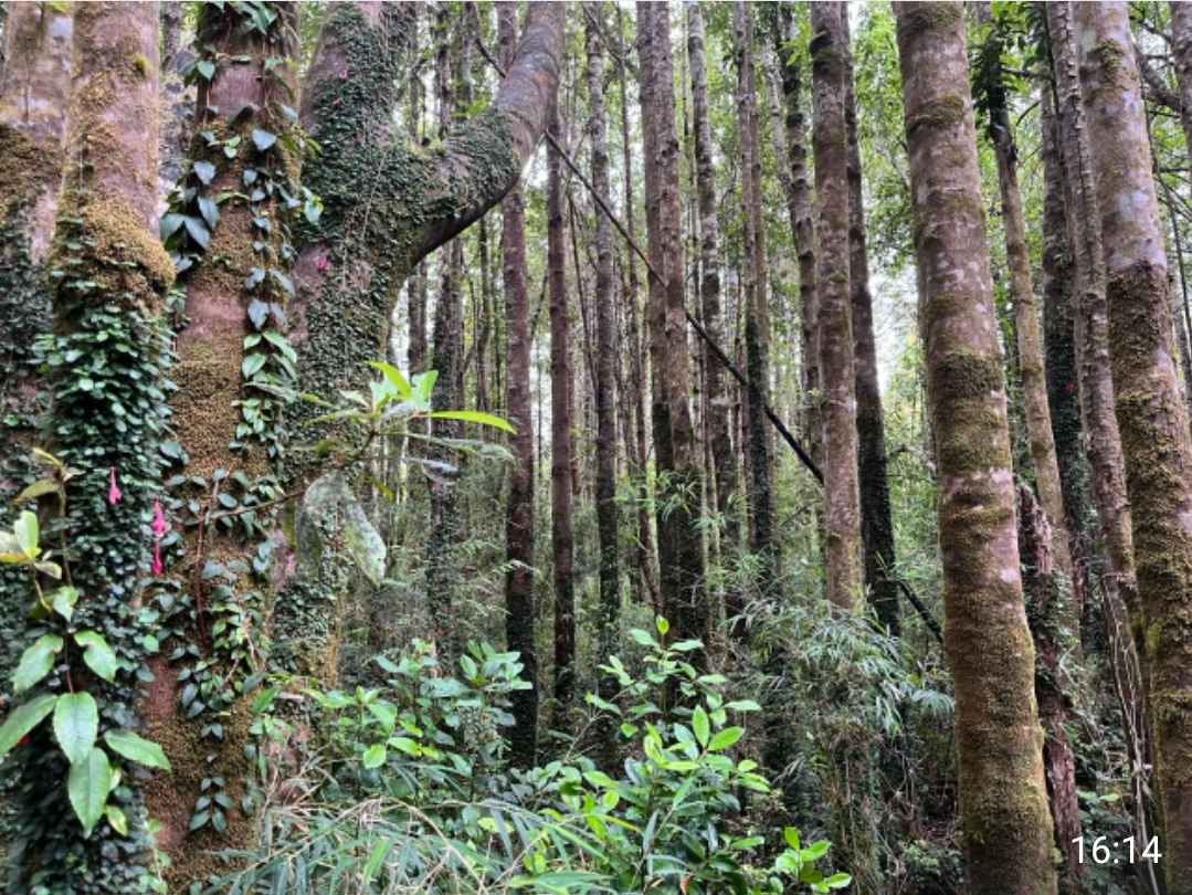 SE VENDE 9,3 ha EN LA COMUNA DE CISNE - PATAGONIA CHILENA