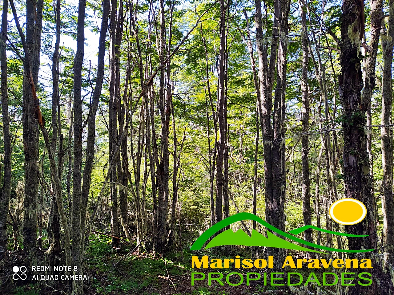 Vegetation and natural features on the land in Puerto Guadal