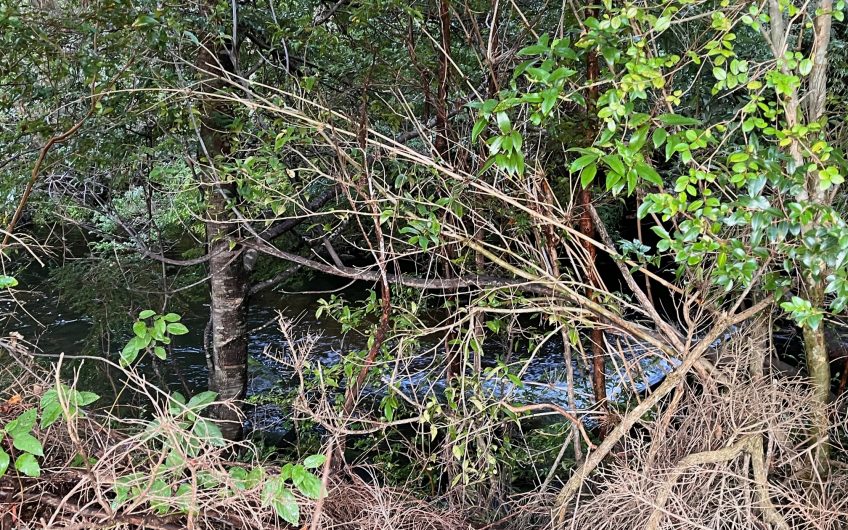 🌿 SE VENDE  1 HECTÁREA CON RÍO EN LA COMUNA DE AYSÉN 🌿