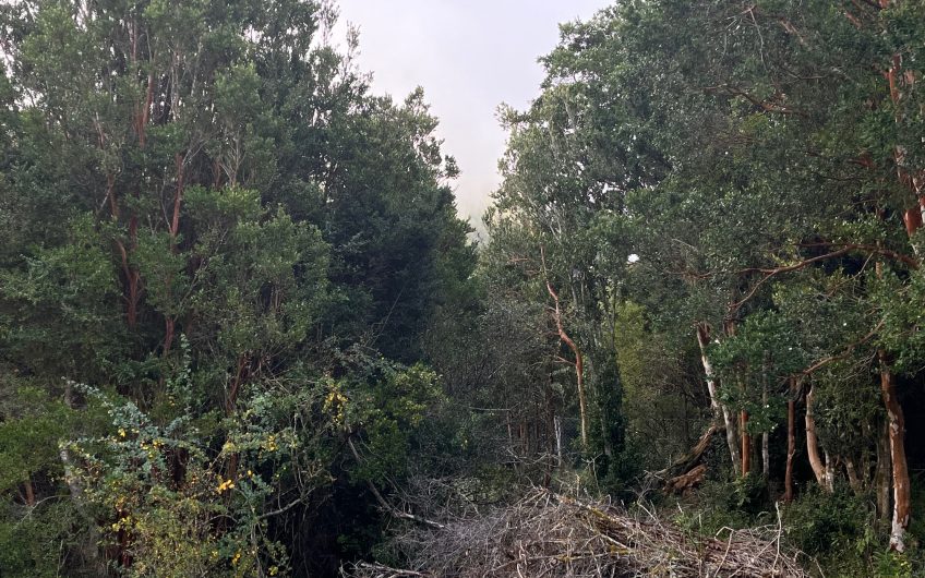 🌿 SE VENDE  1 HECTÁREA CON RÍO EN LA COMUNA DE AYSÉN 🌿