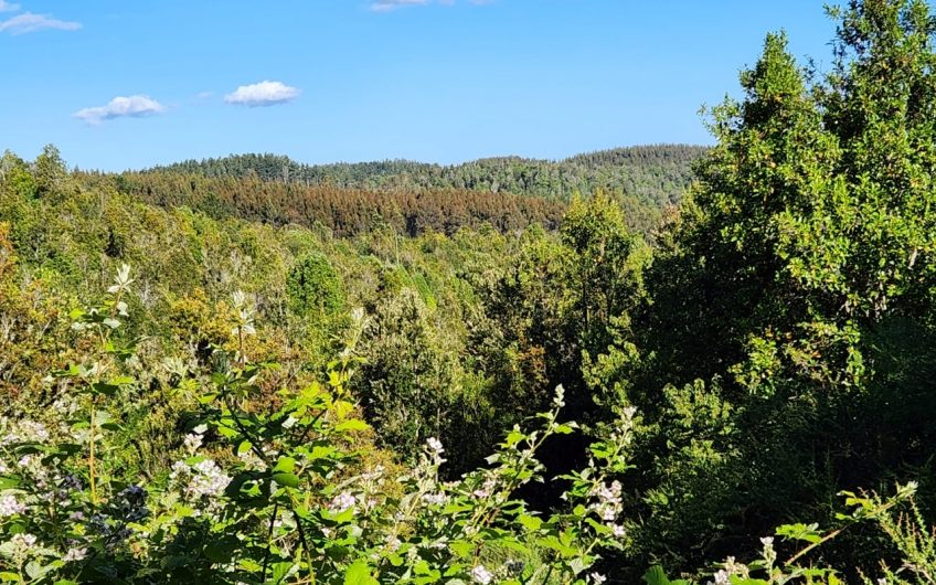 SE VENDE TERRENO DE 21,87 HECTAREAS VALDIVIA REGION DE LOS RIOS – CHILE.