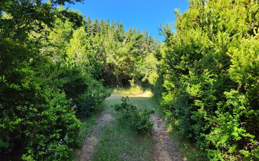SE VENDE TERRENO DE 21,87 HECTAREAS VALDIVIA REGION DE LOS RIOS – CHILE.