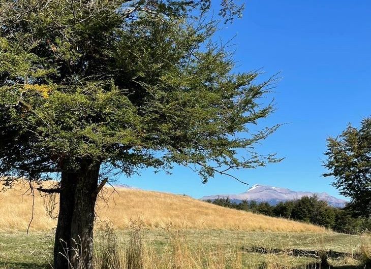SE VENDE TERRENO A CERCANÍAS DE COYHAIQUE.