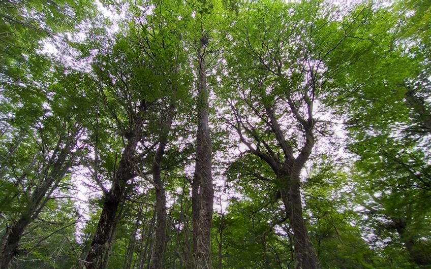 🌿 SE VENDE PARCELA DE 5000 m2 🌿