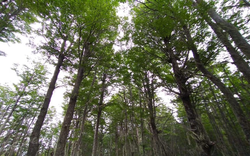 🌿 SE VENDE PARCELA DE 5000 m2 🌿