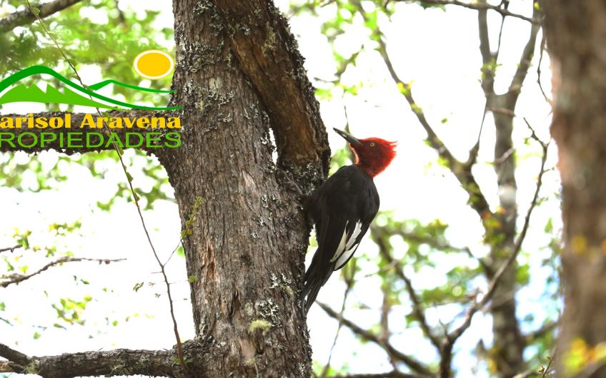 🌿 SE VENDEN LOTES DE PARCELAS EN RESERVA RIBERA PANGAL: LA VIDA QUE SUEÑAS EN PUERTO AYSÉN 🌿