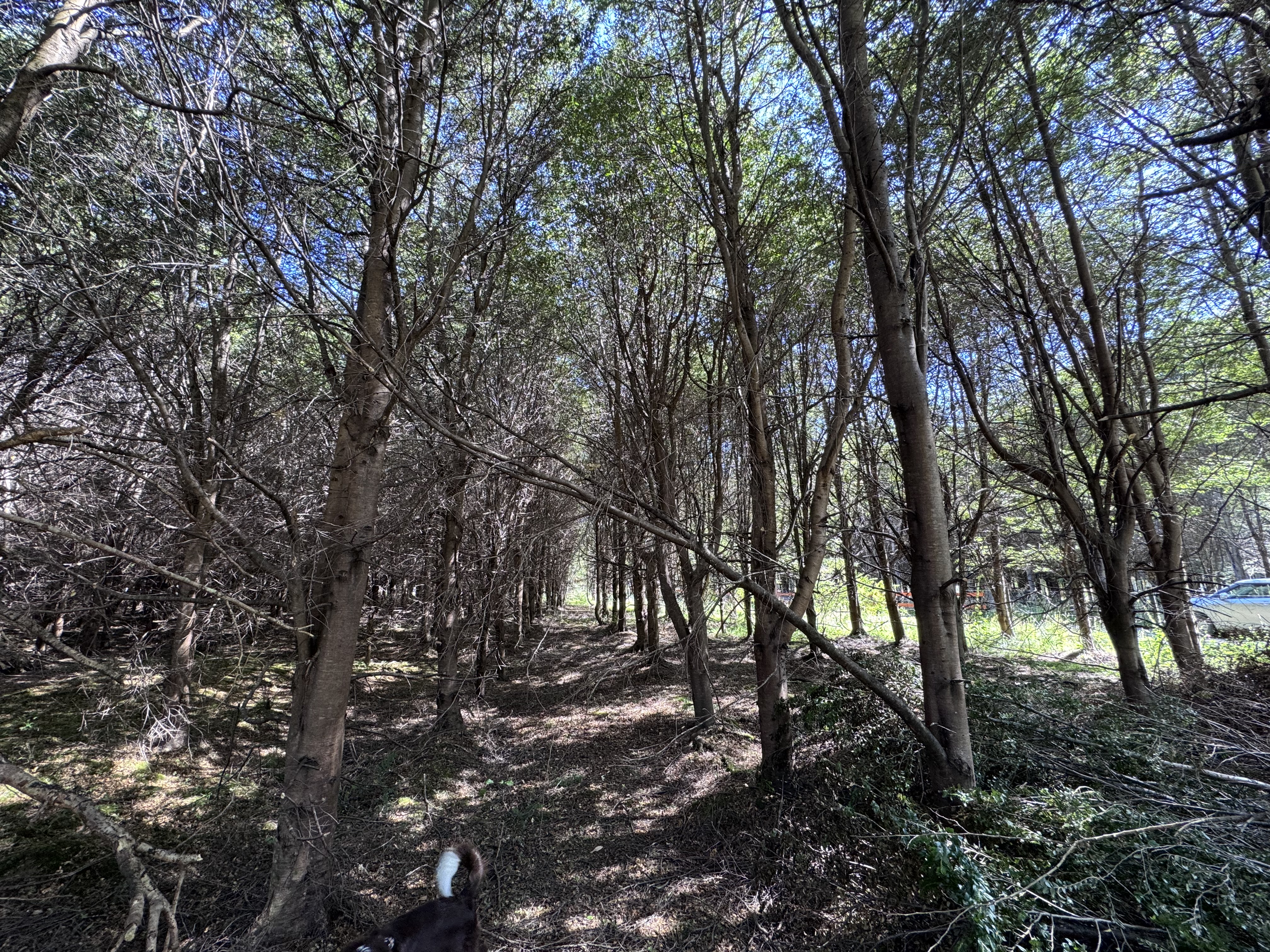 Landscape view of the land parcel in La Barra, Puerto Aysén.