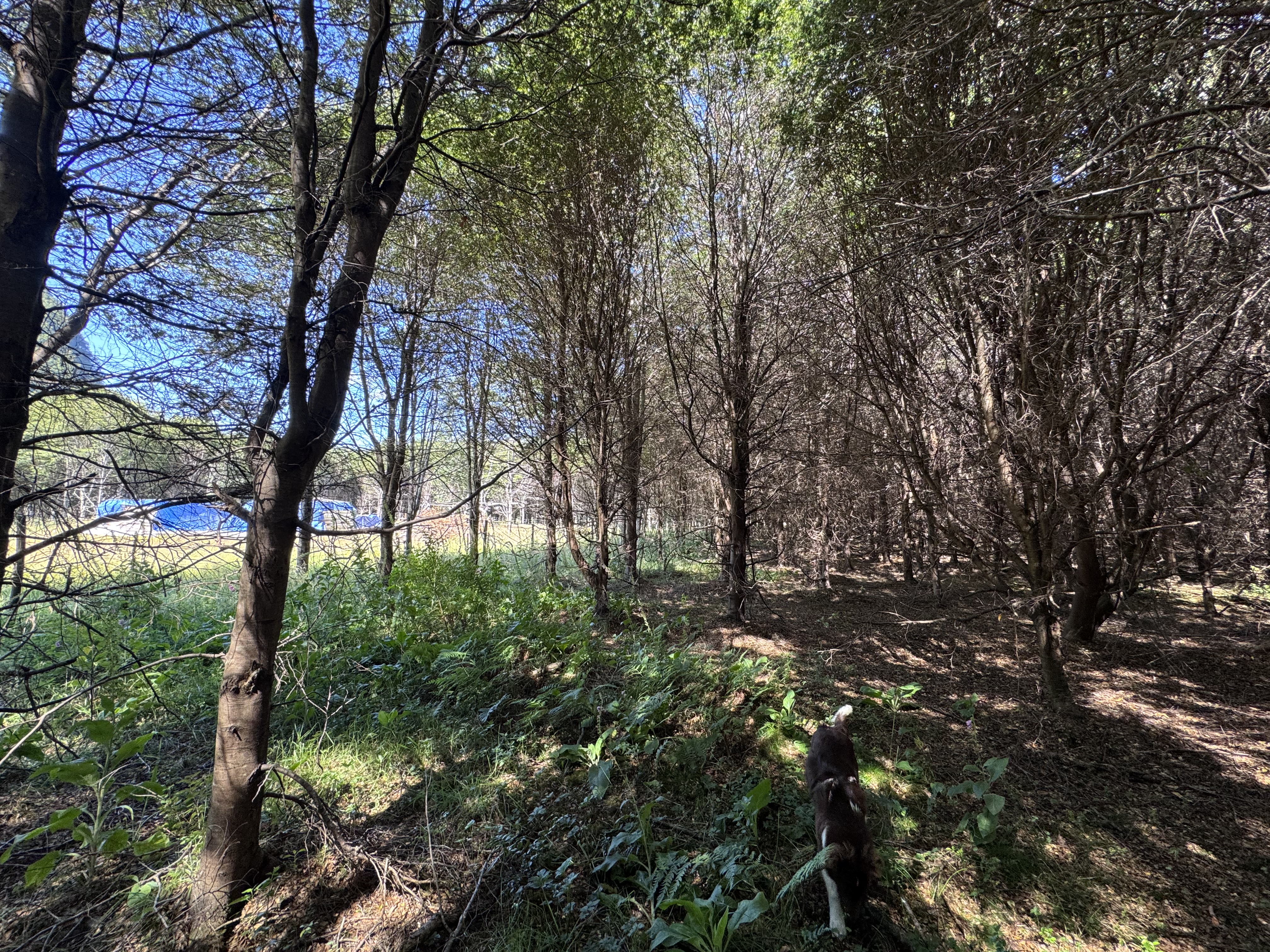 View of the land parcel emphasizing its natural environment and tranquility.