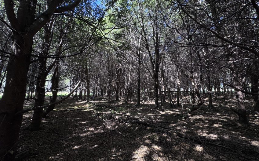 🏔️ Parcela en venta en Sector La Barra – Naturaleza y tranquilidad a solo 10 minutos de Puerto Aysén 🌿
