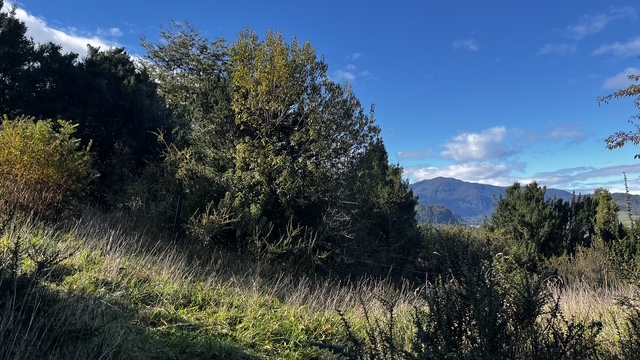 🌿PARCELA 1.6 HAS. EN VENTA – PANGAL BAJO, PUERTO AYSÉN🌿
